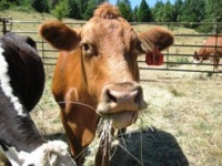 Livestock Property in Douglas County Oregon